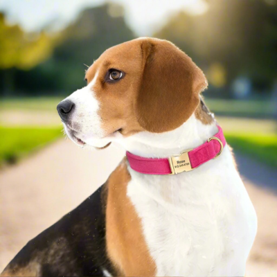 Personalised velvet adjustable dog collar with custom ID buckle on a Beagle.