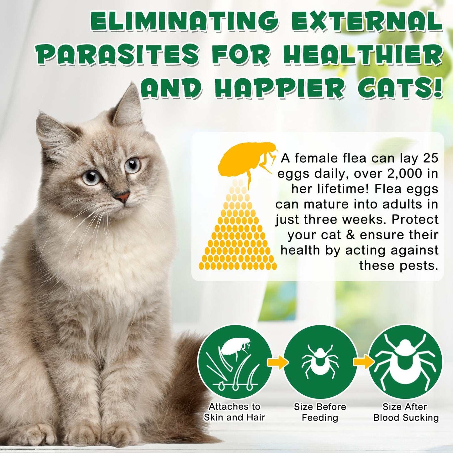 Cat sitting next to infographic explaining flea lifecycle and benefits of Oimmal flea and tick treatment for cats over 8 weeks or 680g