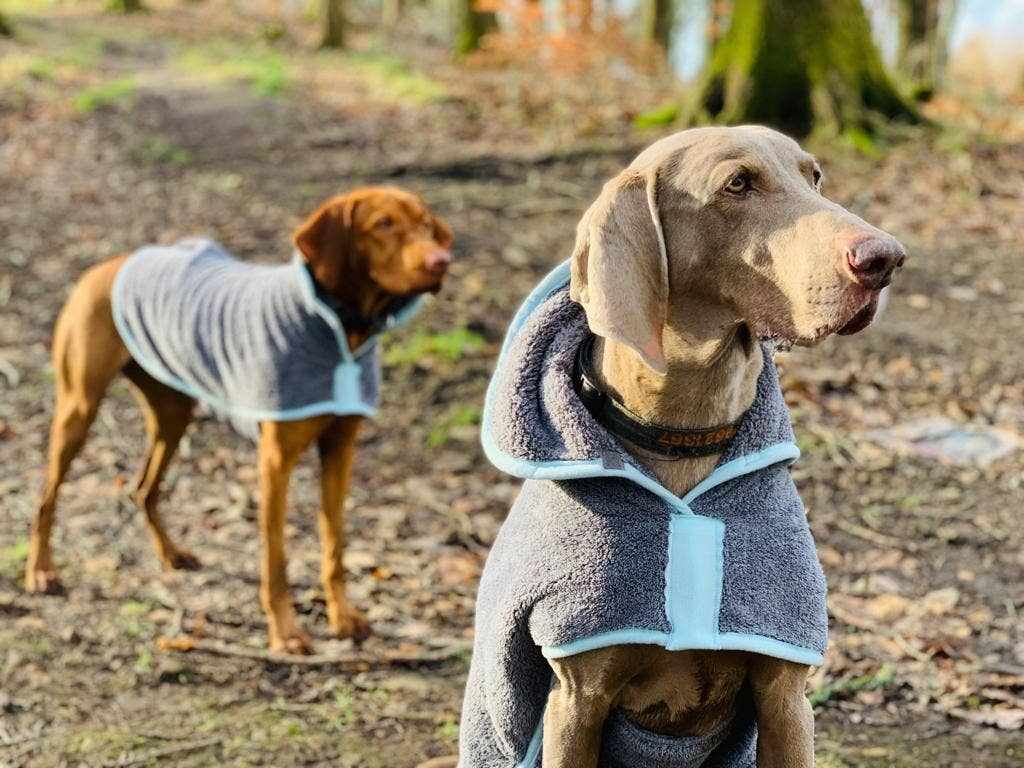 Henry Wag Dog Drying Coat on dogs outdoors, made of soft microfibre for effective dirt and water removal.
