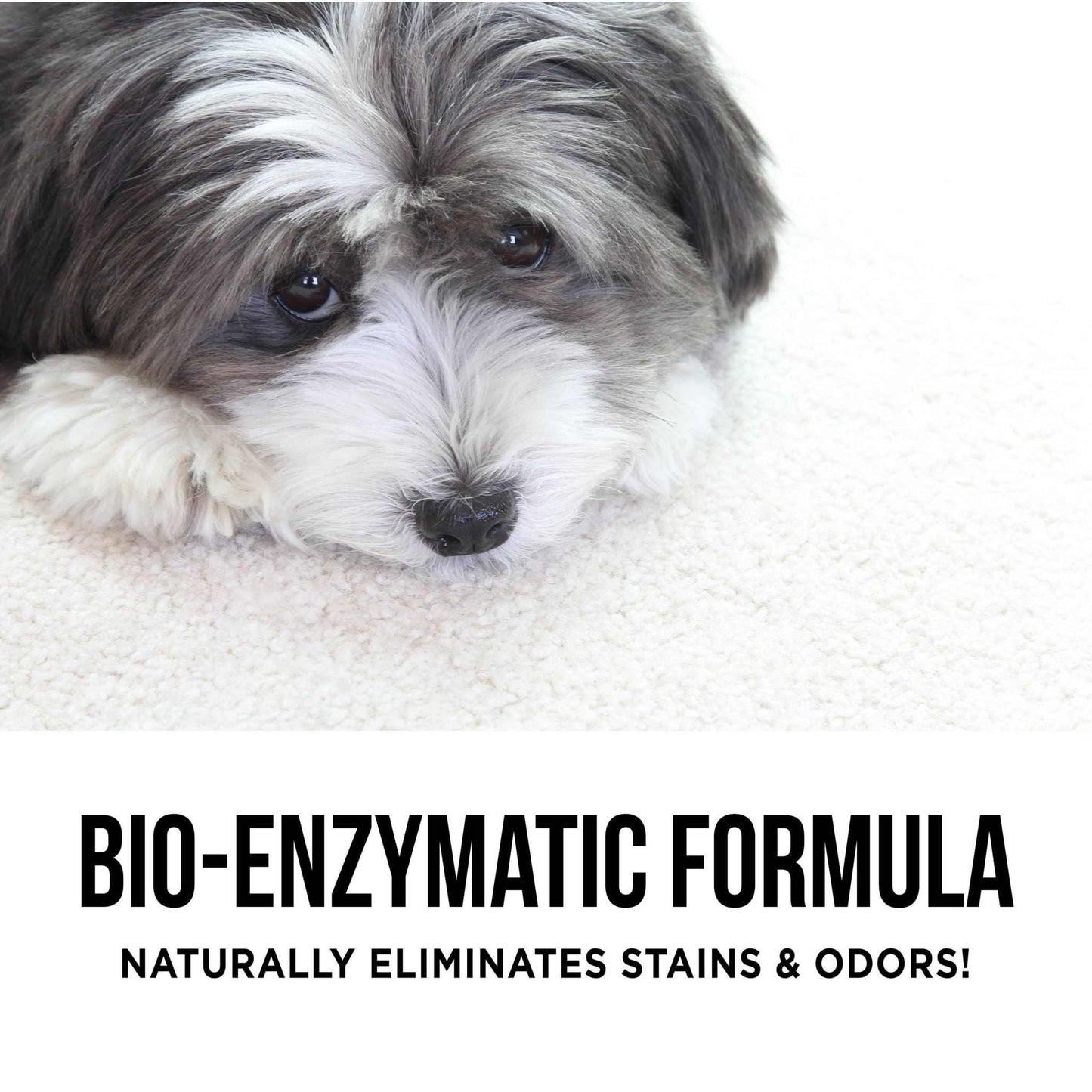 Small dog lying on clean white carpet highlighting bio-enzymatic pet stain and odor remover for best carpet cleaner for pets