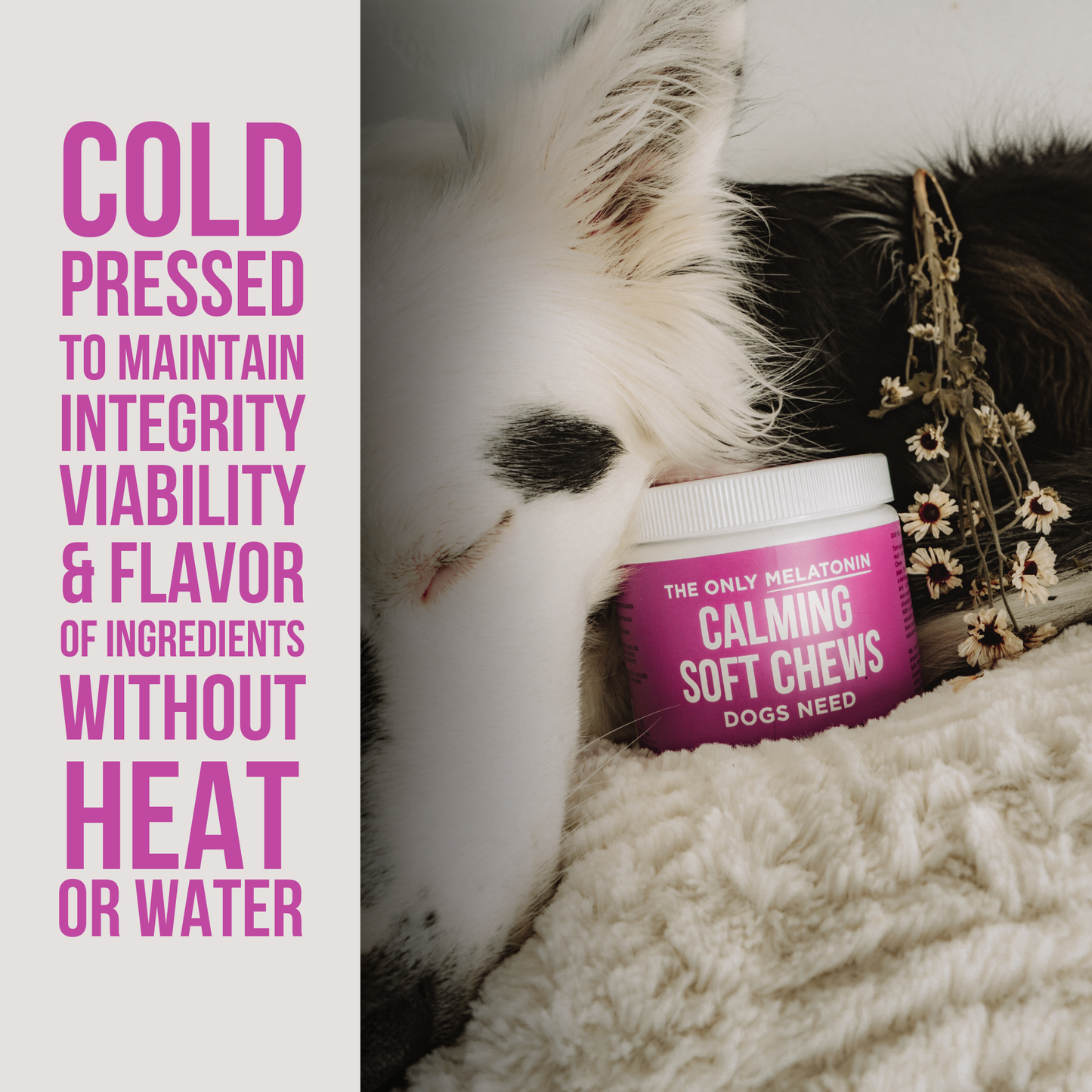 Jar of Natural Rapport Melatonin Calming Soft Chews for Dogs next to a resting dog on a blanket, highlighting cold-pressed ingredient benefits