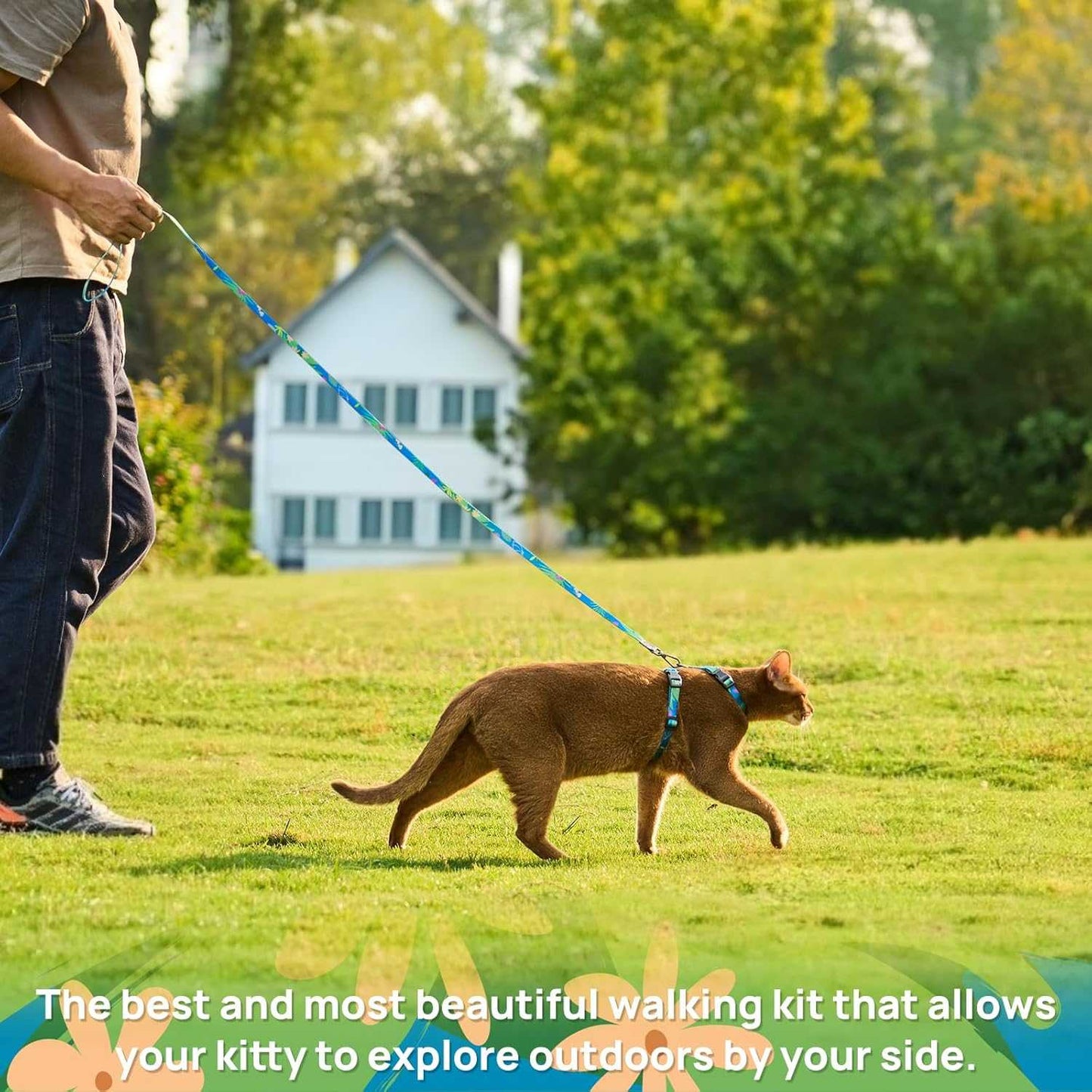 Cat wearing blue cat harness and leash set outdoors with person walking on grass near house