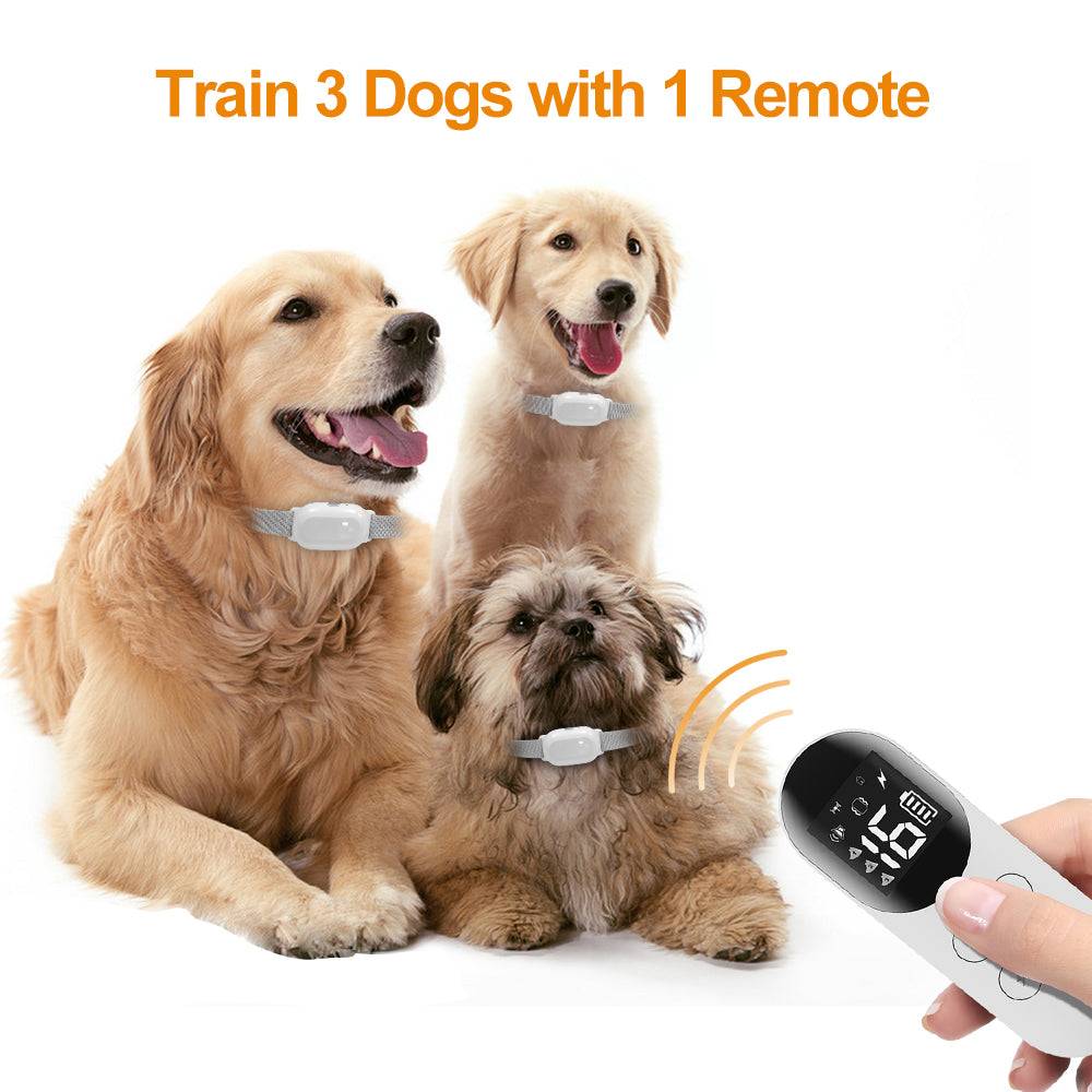 Three dogs wearing T200 remote training collars with a hand holding the remote control demonstrating training multiple dogs
