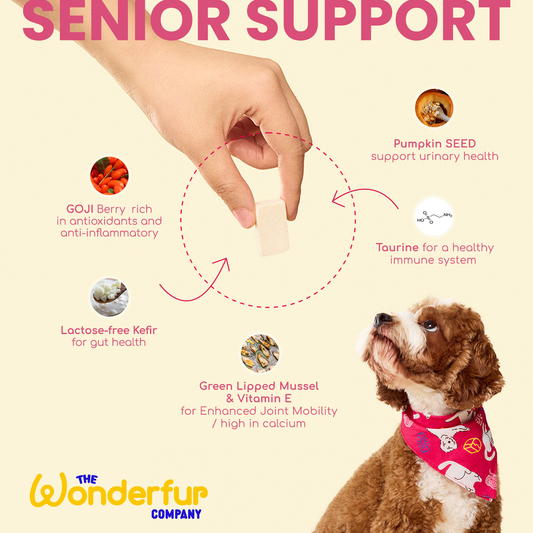Hand holding Wonderfur Senior Support dog treat with ingredient benefits text and a dog wearing a red bandana looking up