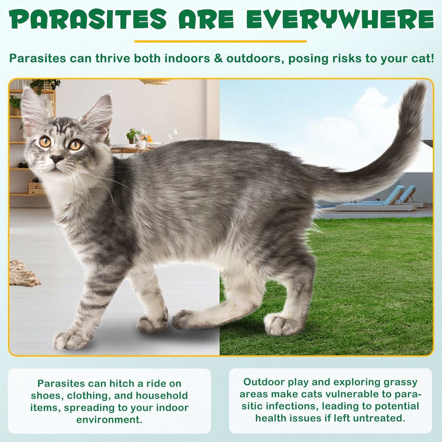 Gray tabby cat outdoors and indoors illustrating flea and tick risks for cats