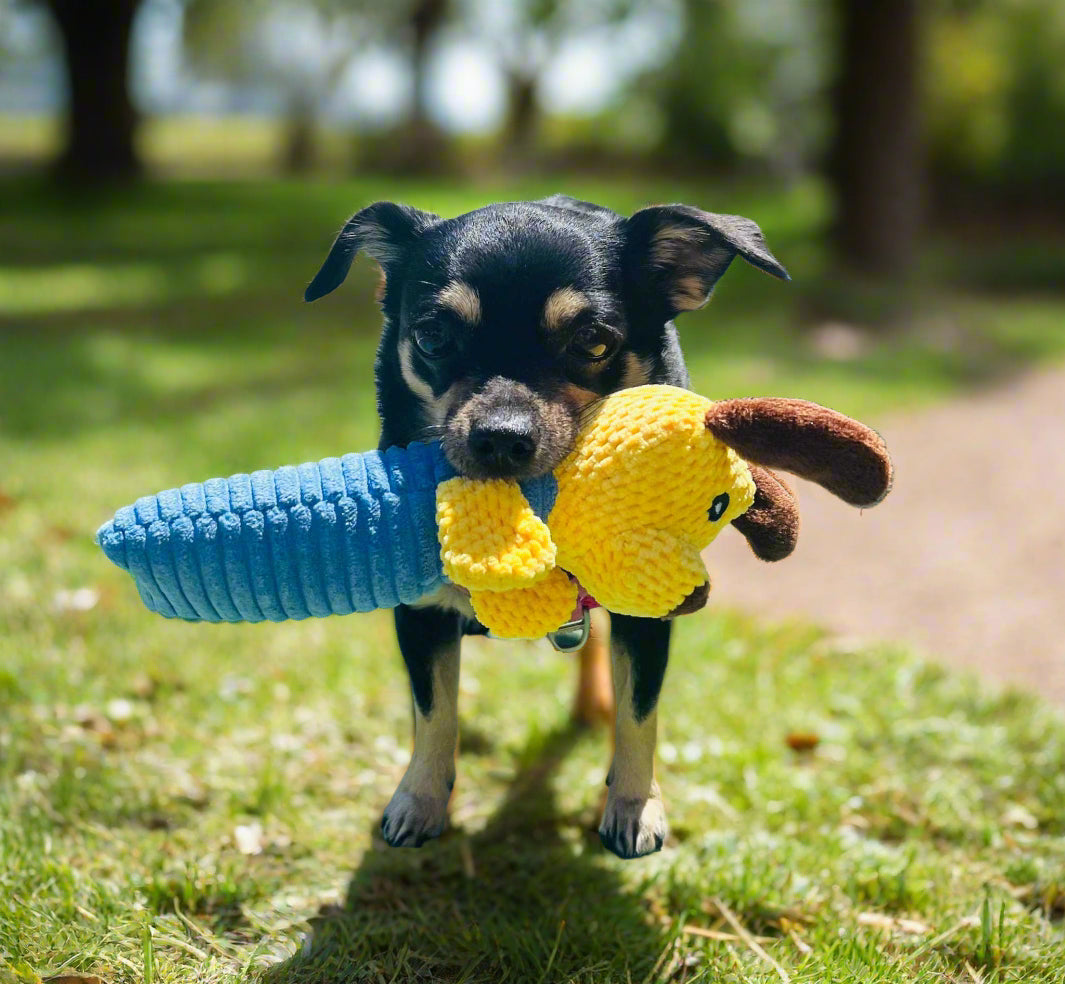 Essential Pet Accessories for Pet Parents