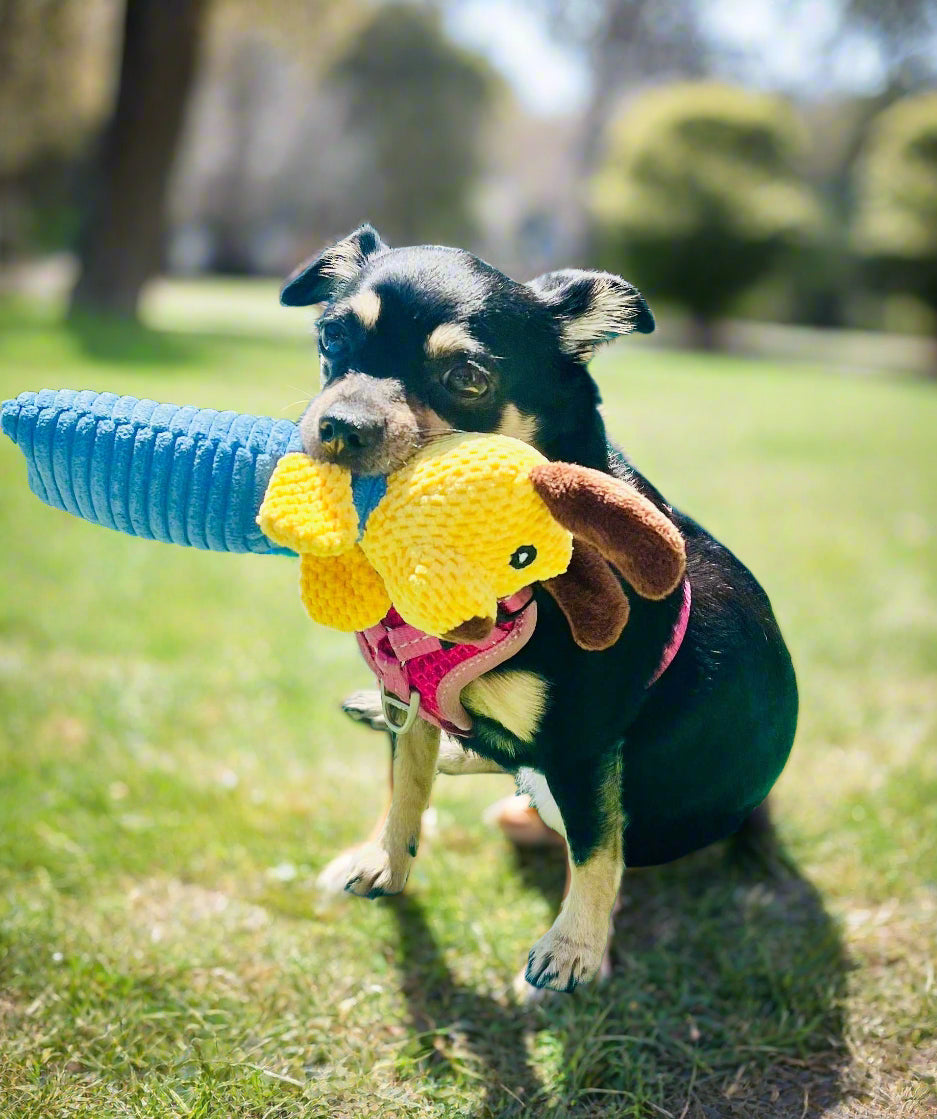 Small dog playing with cute squeeker toy designed for little mouths outdoors
