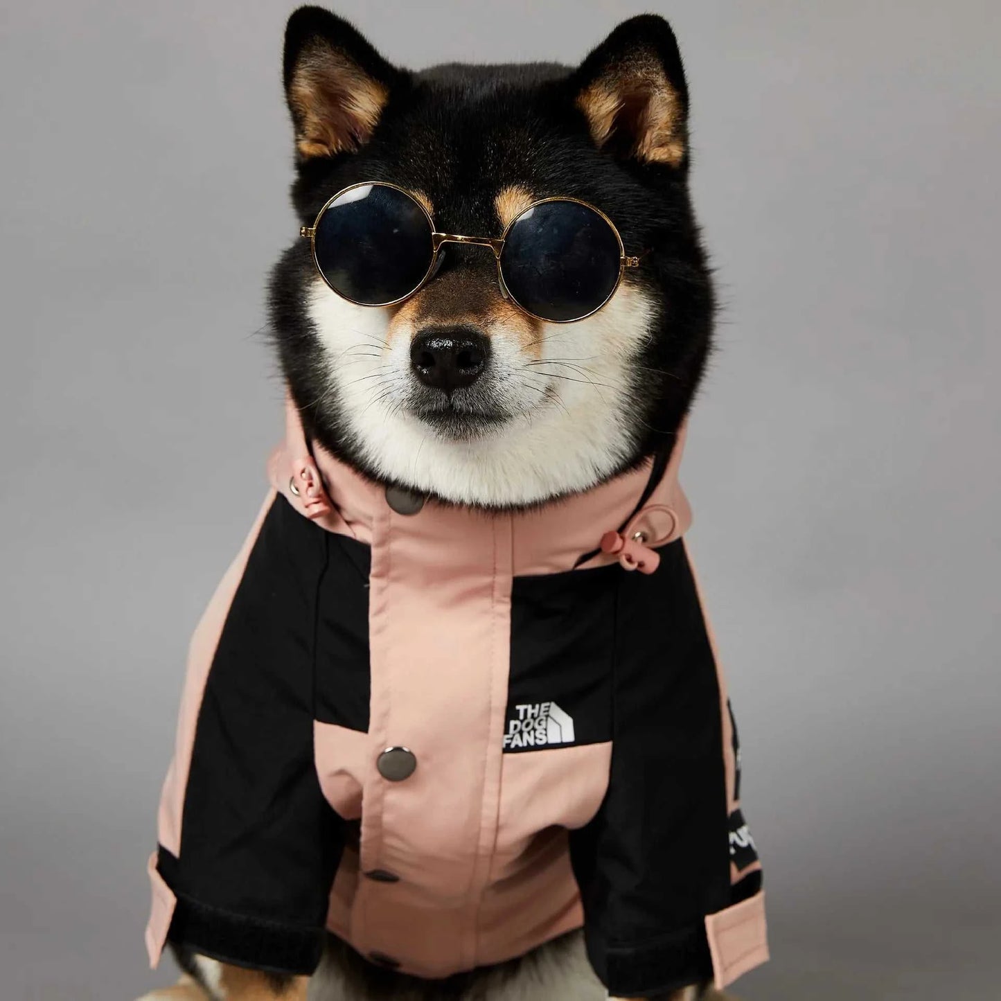 Dog wearing The Dog Face rain jacket with sunglasses, fashionable outfit for rainy weather.