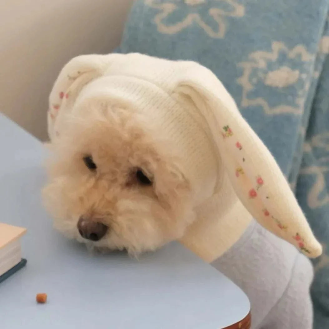 Small dog wearing a cute knitted rabbit ears hat for warmth and cosplay