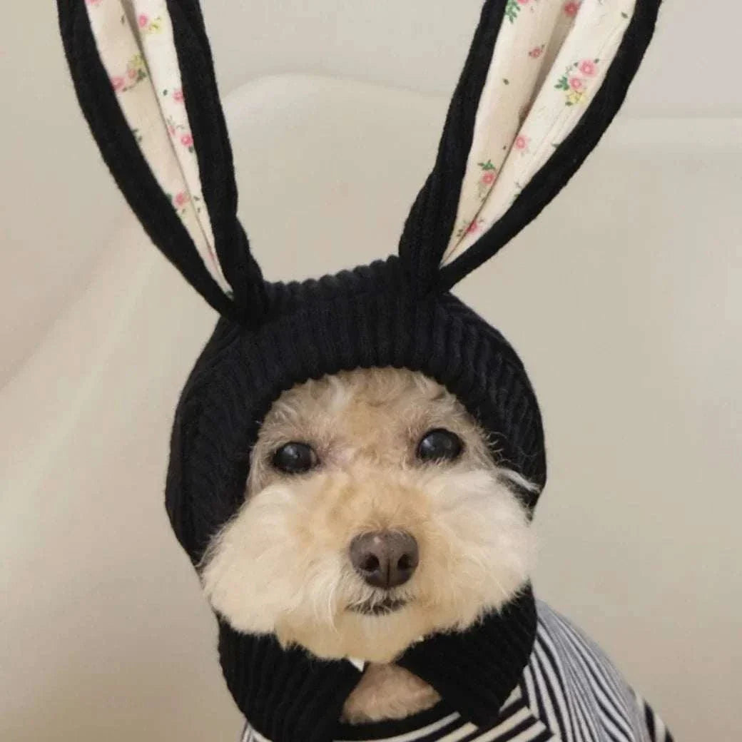 Small dog wearing cute knitted rabbit ears hat for cosplay and warmth