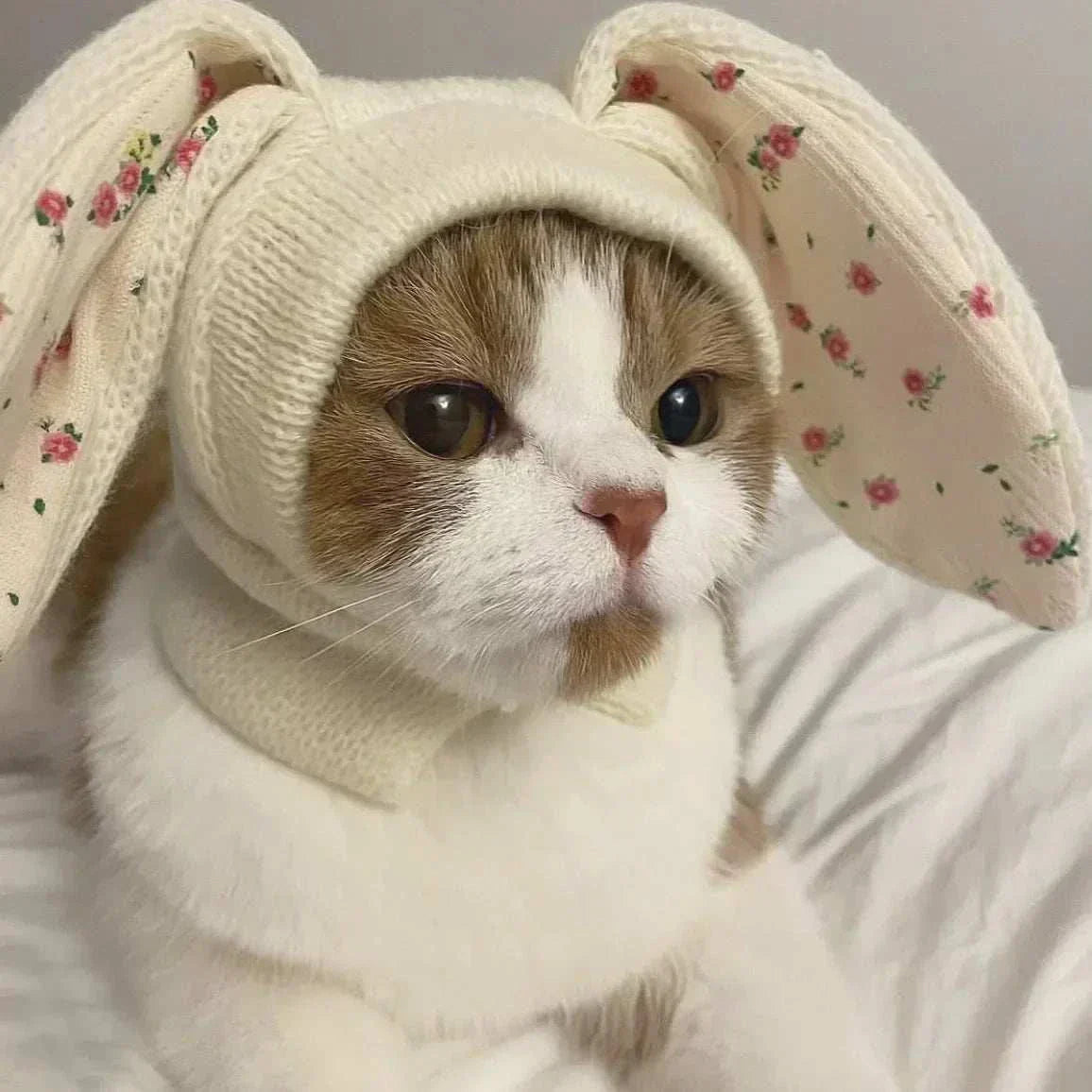 Cat wearing a cute knitted rabbit ears hat for cosplay and warmth