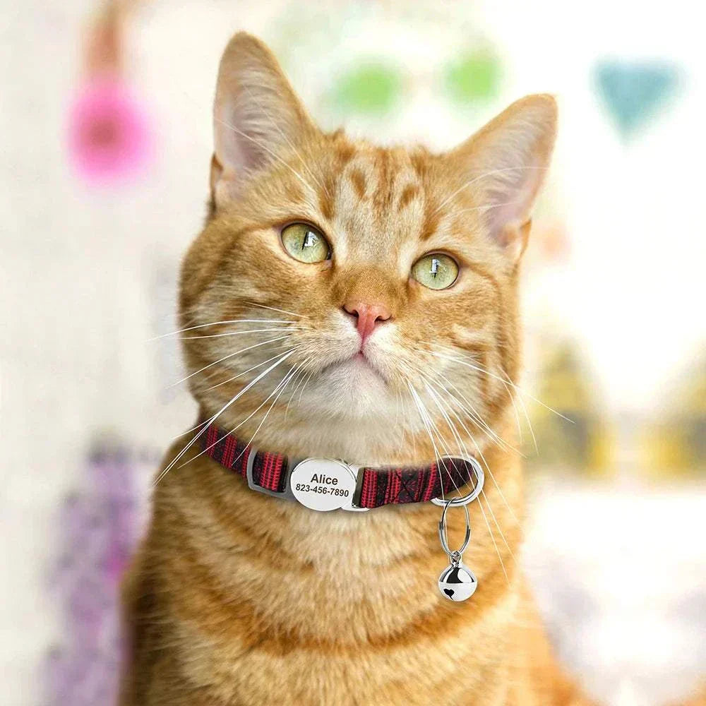Orange tabby cat wearing a personalised adjustable cat collar with nameplate and safety bell