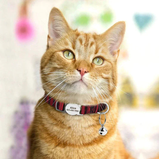 Orange tabby cat wearing a personalised adjustable cat collar with nameplate and safety bell