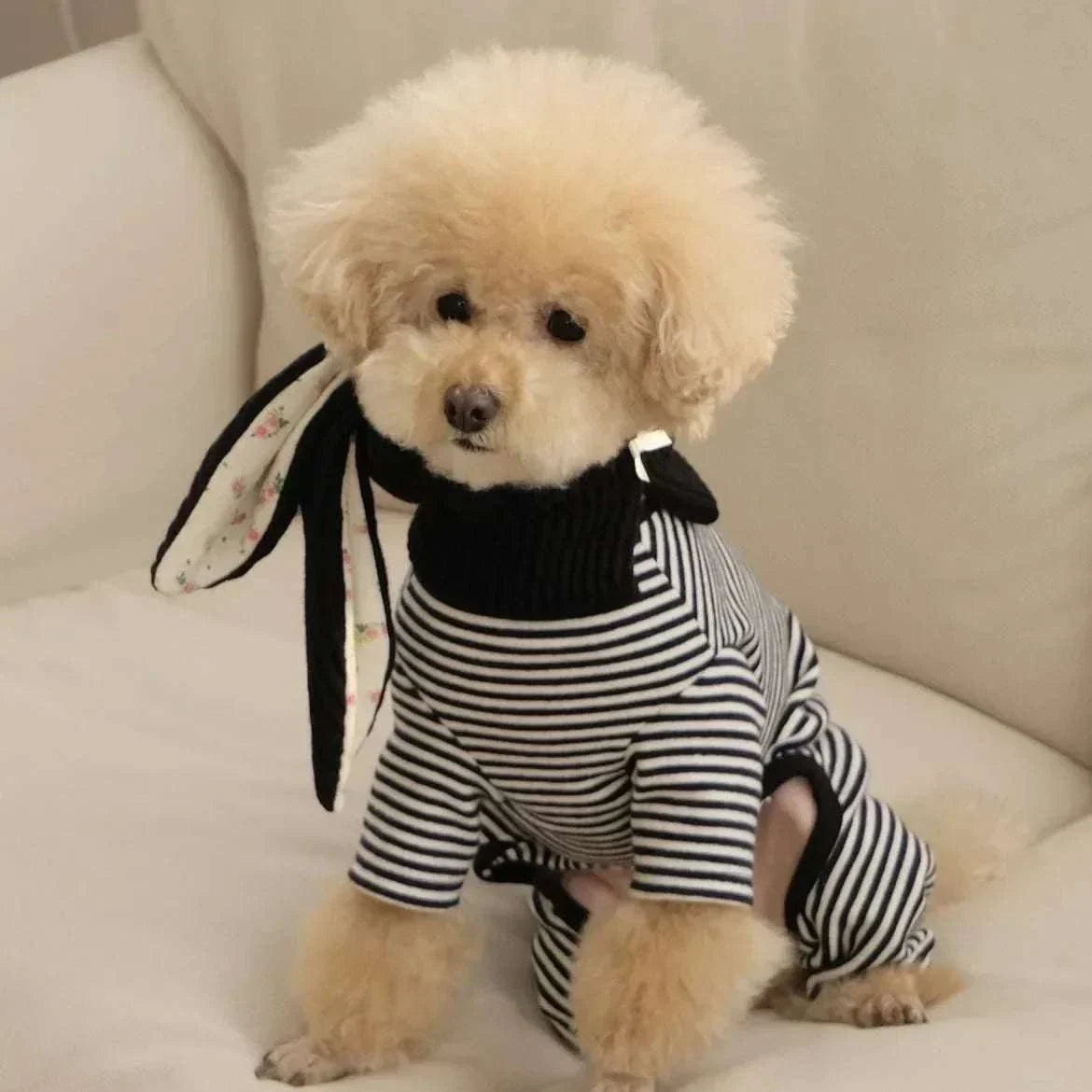 small dog wearing cute knitted rabbit ears hat and striped outfit on couch