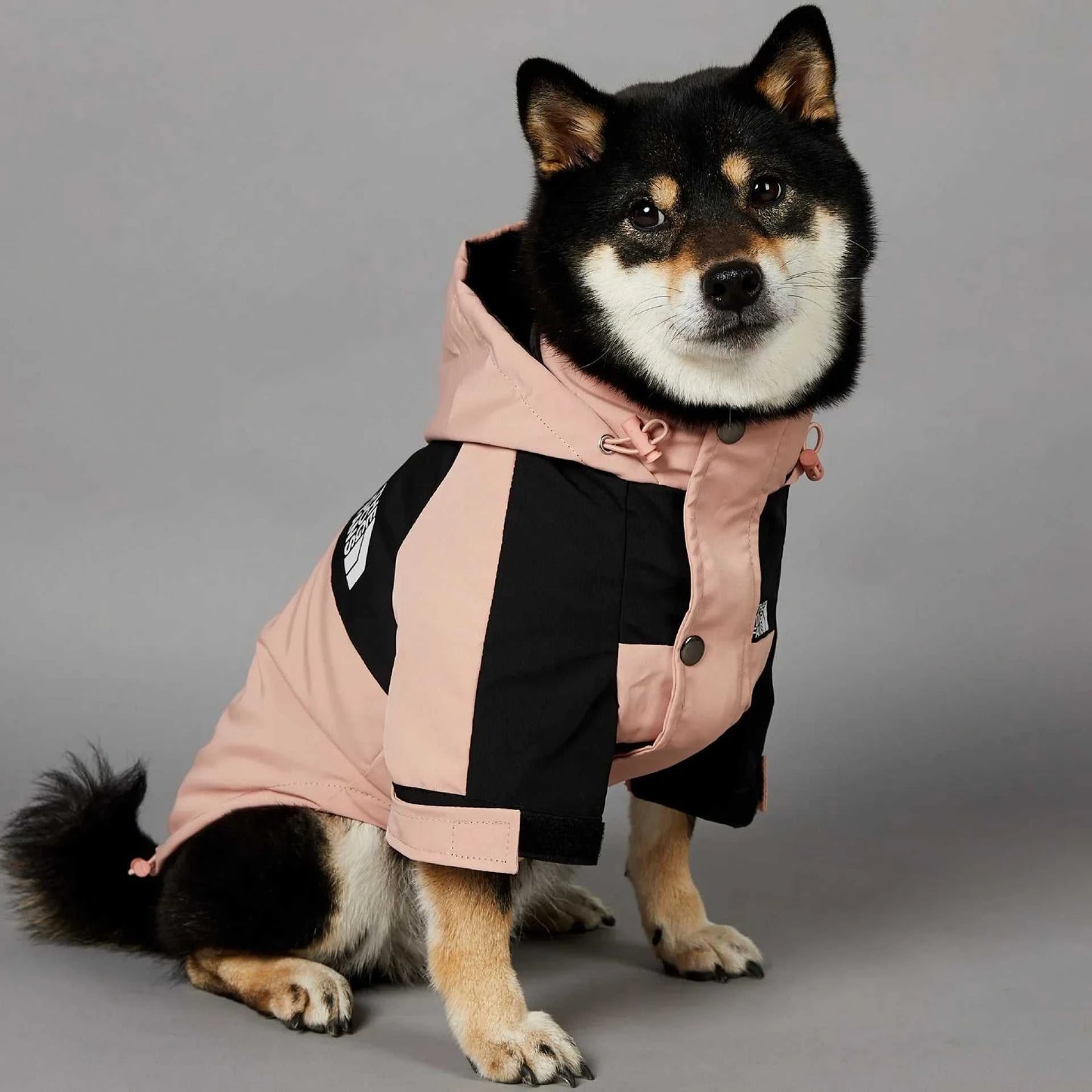 Dog wearing a pink and black rain jacket, cozy and stylish for rainy days.