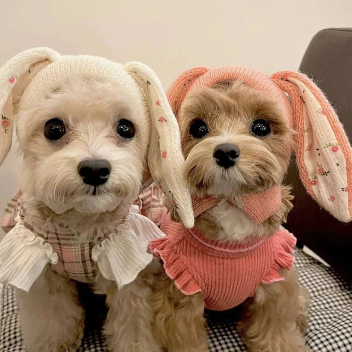 Two small dogs wearing cute knitted rabbit ears hats in cream and pink colors
