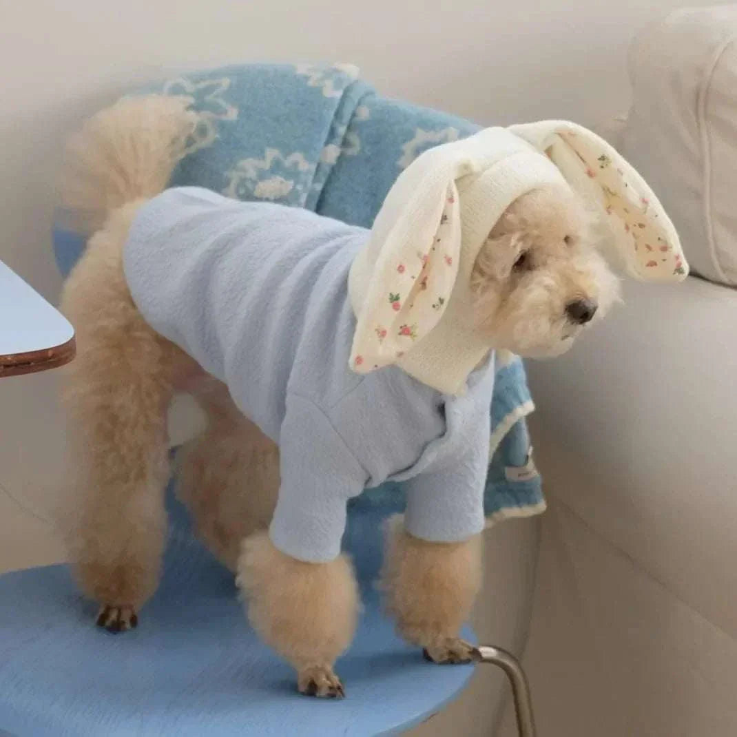 Cute knitted rabbit ears dog hat on small dog in cozy outfit