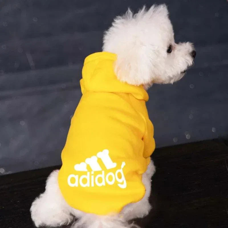Small white dog wearing a yellow Adidog hoodies dog jumper sitting sideways