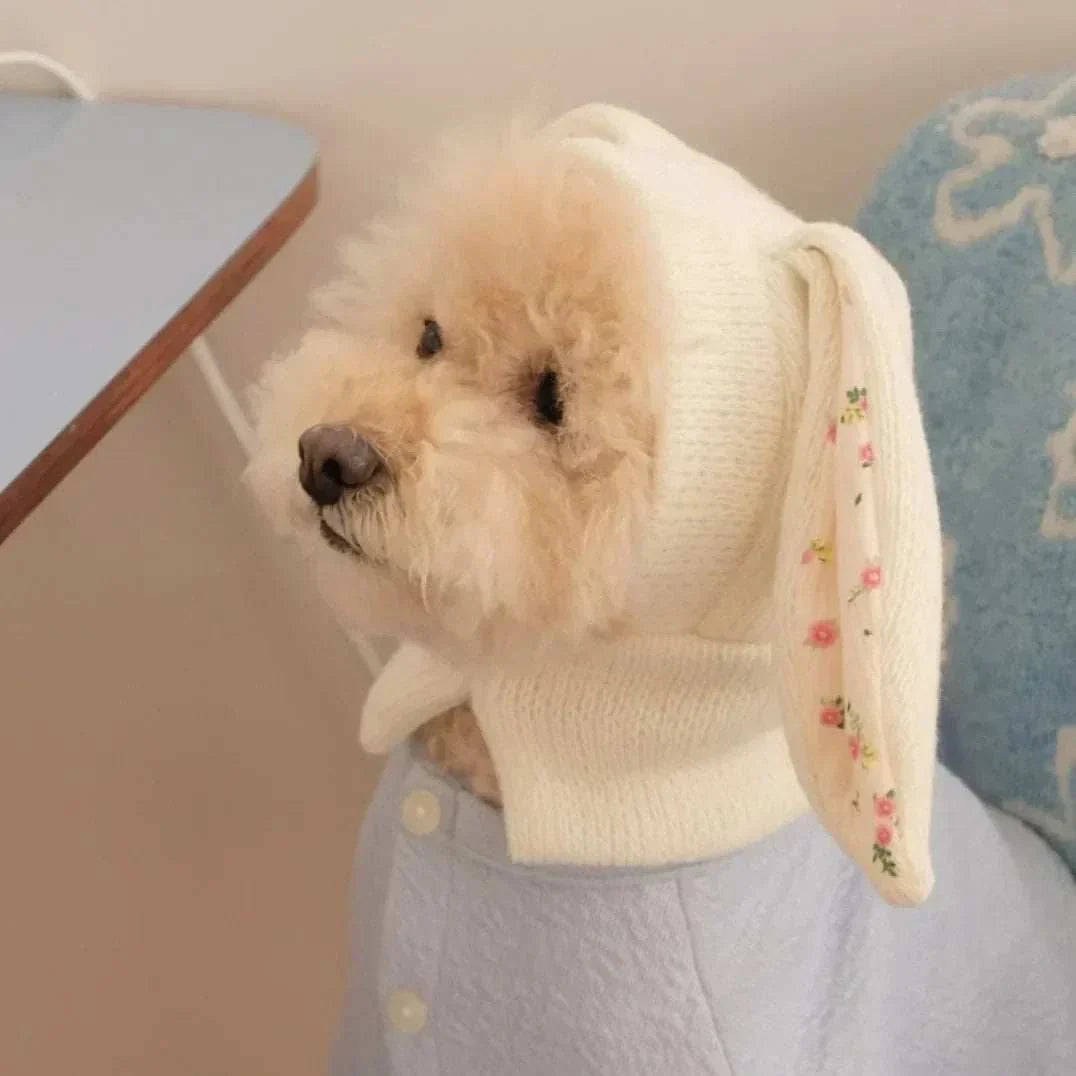 Cute knitted rabbit ears dog hat on small fluffy dog cozy and warm pet costume accessory