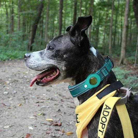 Small dog wearing adjustable Air-Tag Reflective Collar with secure tracker holder and reflective strip for night visibility