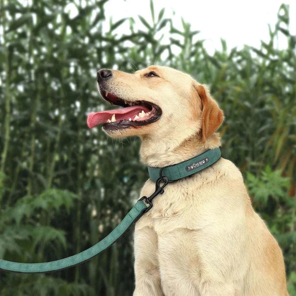 Customised leather dog collar and leash set on a sitting dog outdoors