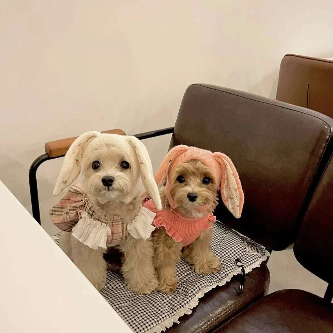 Two small dogs wearing cute knitted rabbit ears hats sitting on a chair