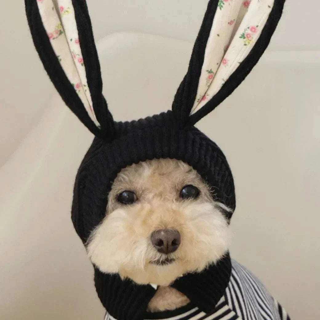 Small dog wearing a cute knitted rabbit ears hat for cosplay and warmth