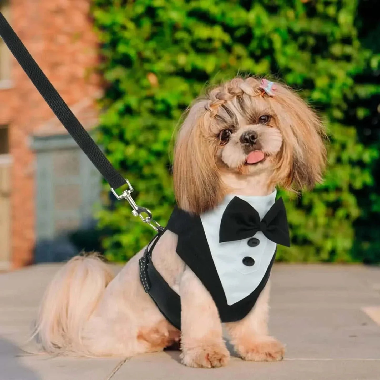 Small dog wearing black and white dog tuxedo costume harness with adjustable bow tie on leash outdoors