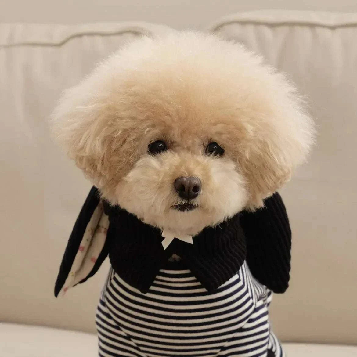 small fluffy dog wearing cute knitted rabbit ears hat and striped shirt indoors