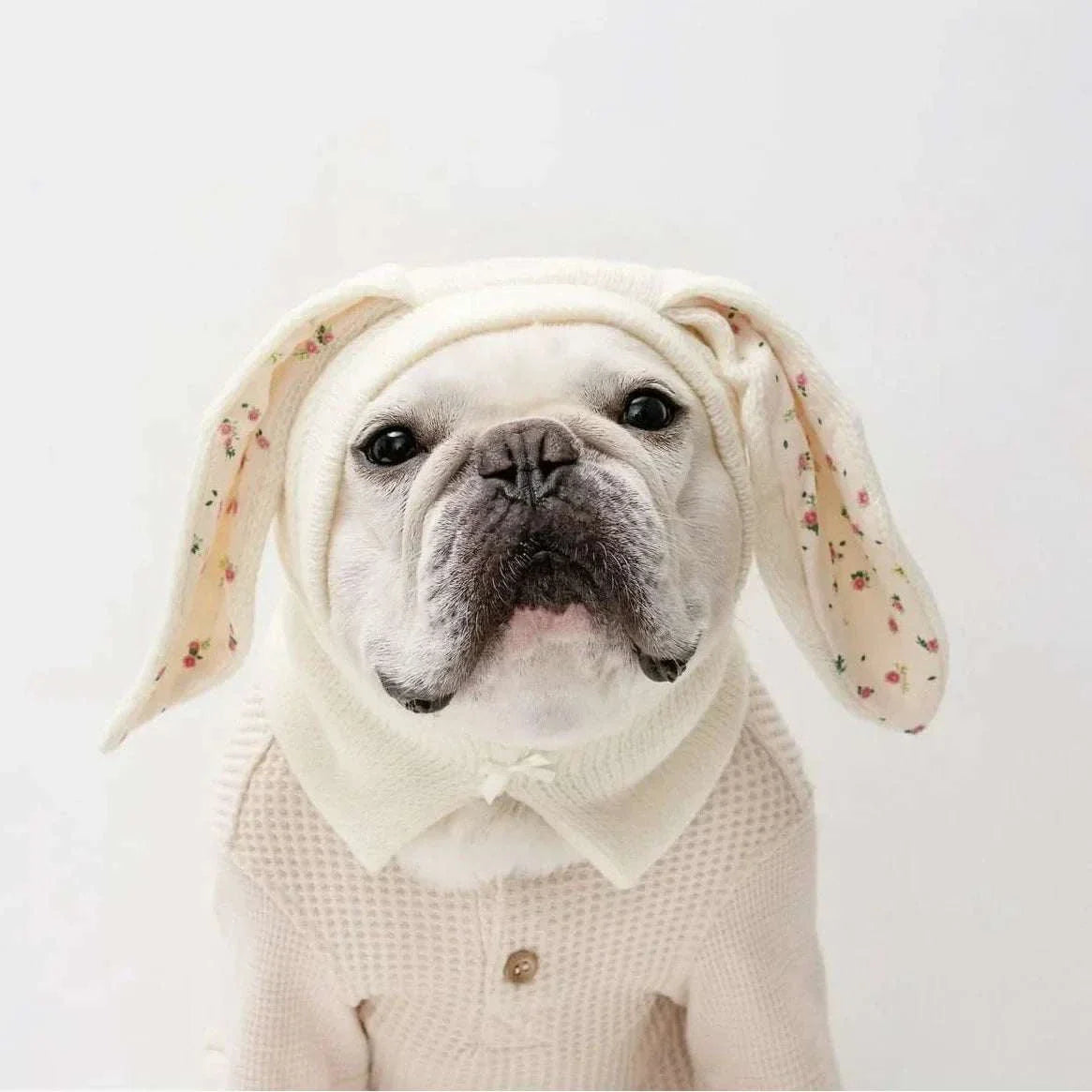 white bulldog wearing cute knitted rabbit ears dog hat with floral inner ears and cream sweater