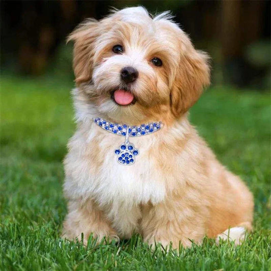 Small fluffy dog wearing Pretty Kitty's Paw Pendant Cat Collar blue diamante necklace with paw charm outdoors on grass
