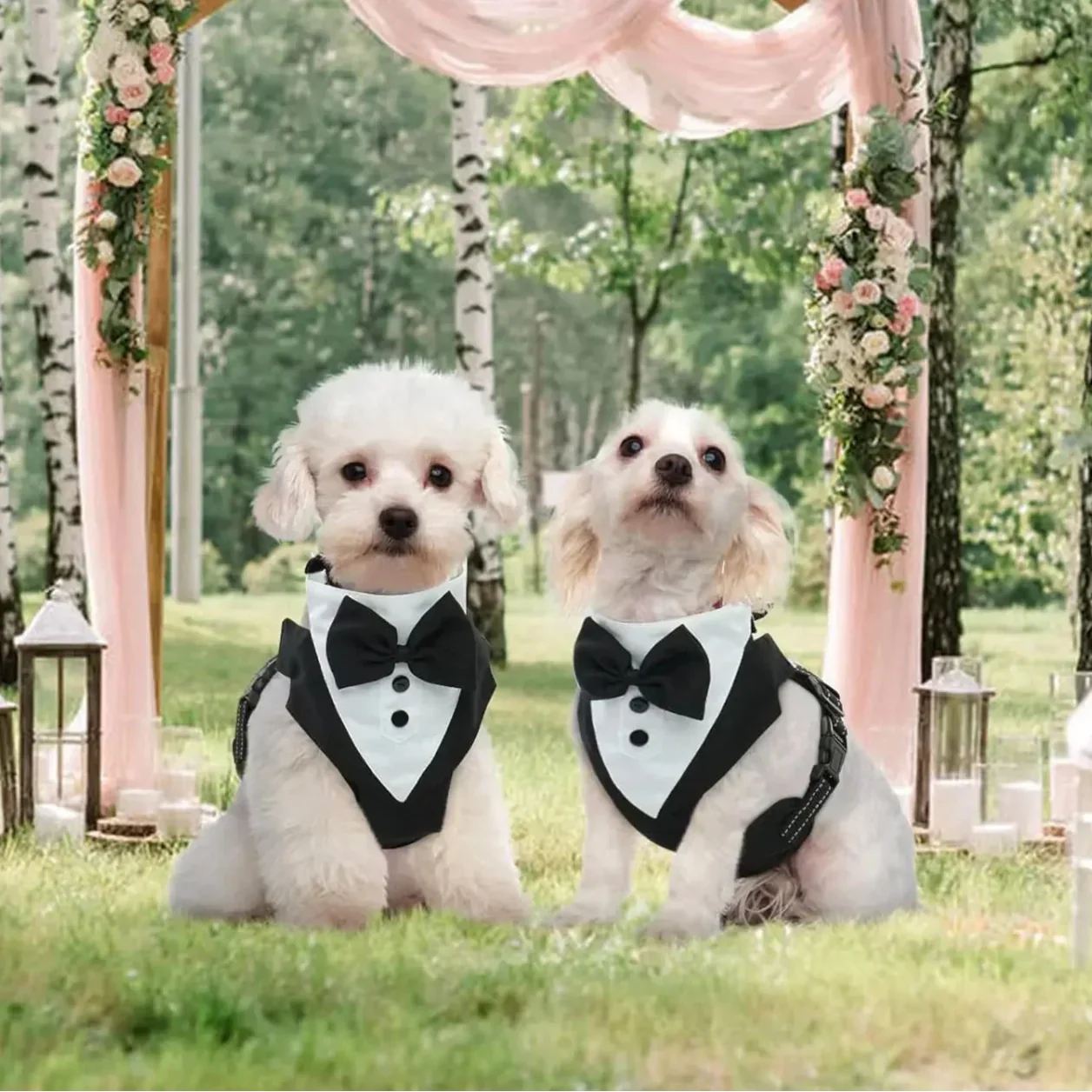 Two small dogs wearing adjustable dog tuxedo costume harnesses with black bow ties outdoors at a decorated wedding venue