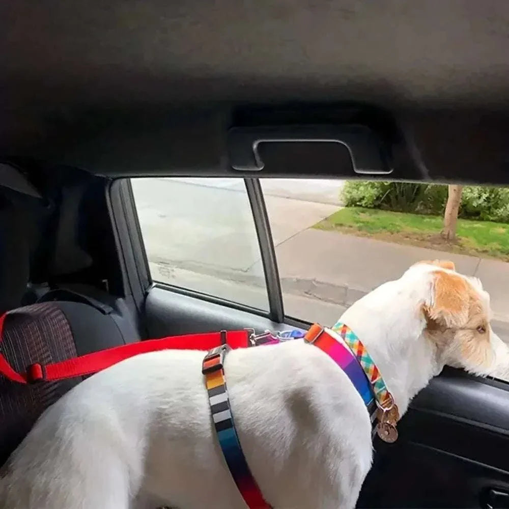 White dog secured with single dog seat belt car headrest restraint inside vehicle