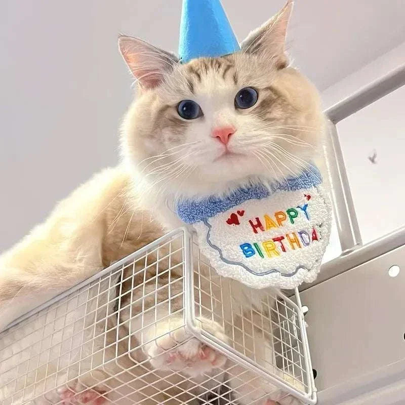Cat wearing blue dog cat puppy birthday hat and matching "Happy Birthday" bandana celebrating pet birthday