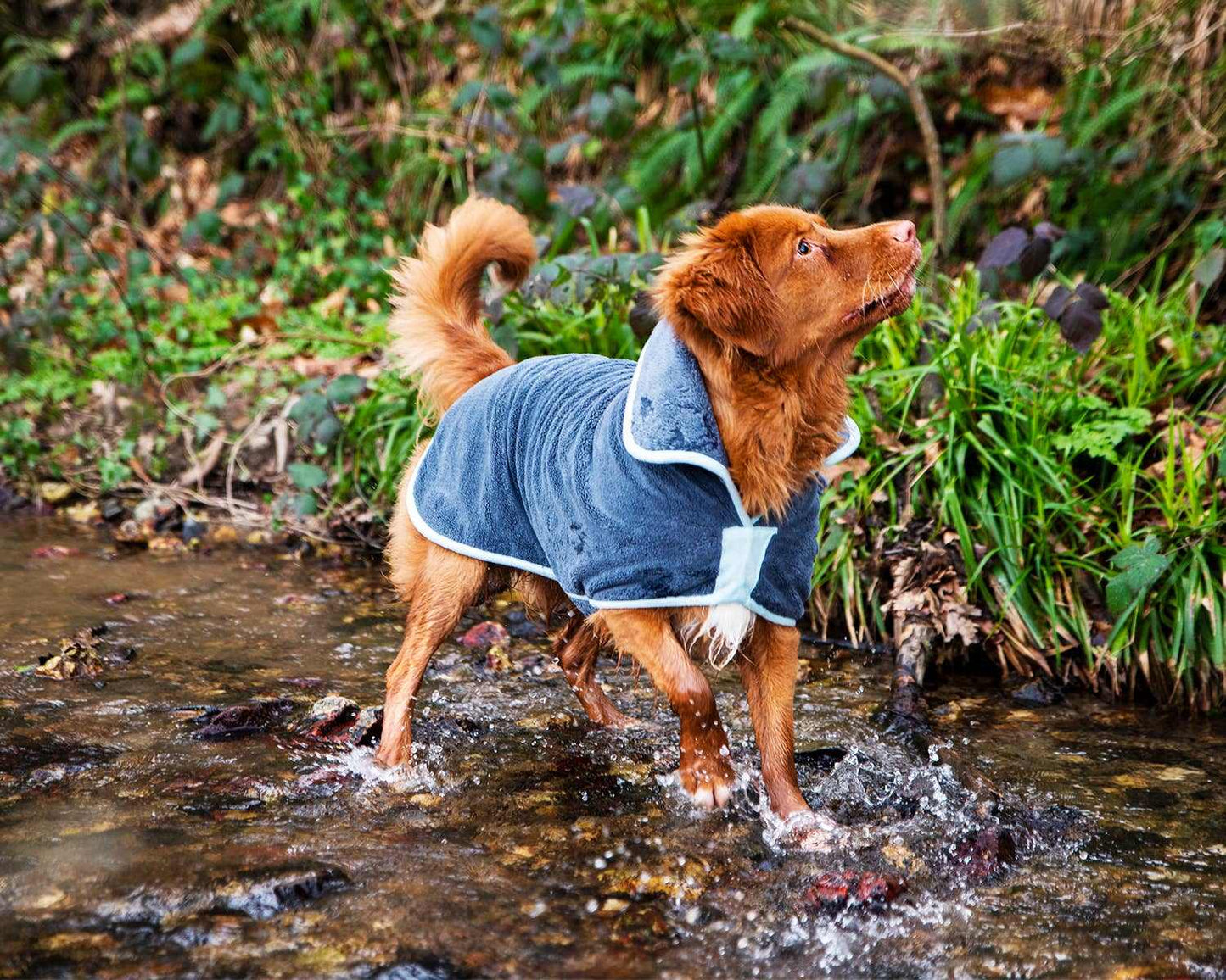 Henry Wag Dog Drying Coat on dog in stream, made from recycled polyester and microfibre for effective drying.
