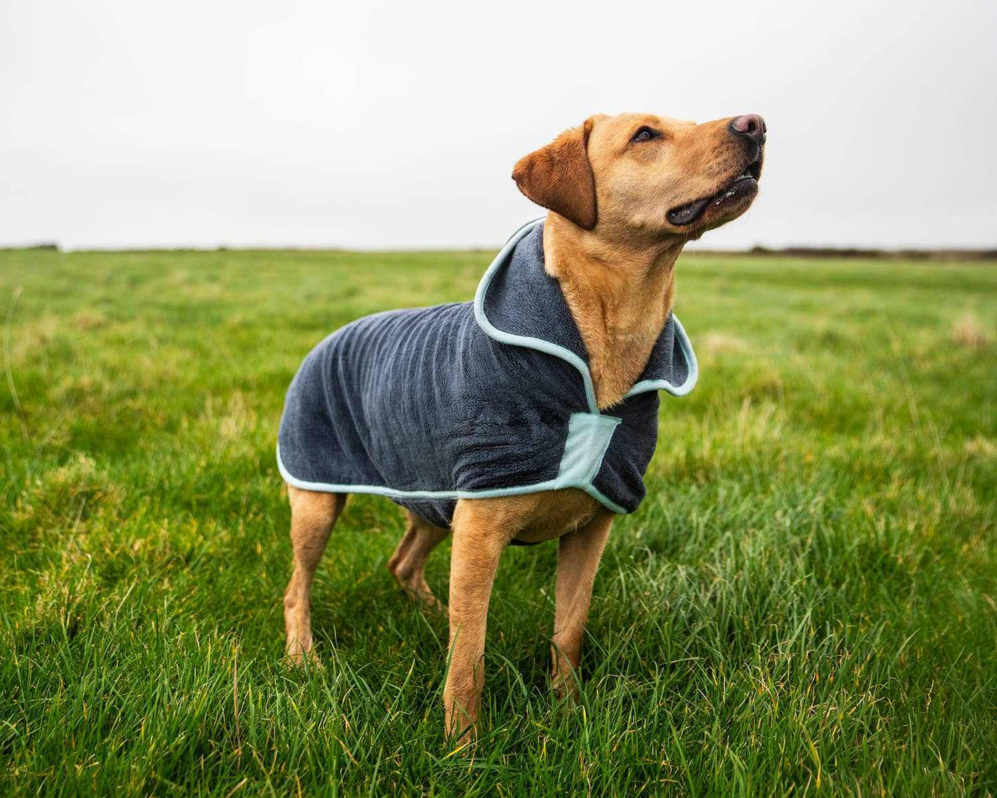 Henry Wag Dog Drying Coat on a dog in a field.