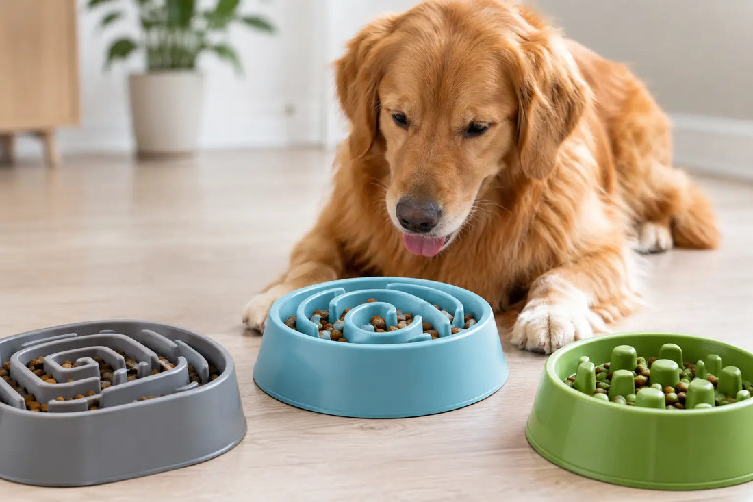 How to Choose the Best Slow Feeder Dog Bowl