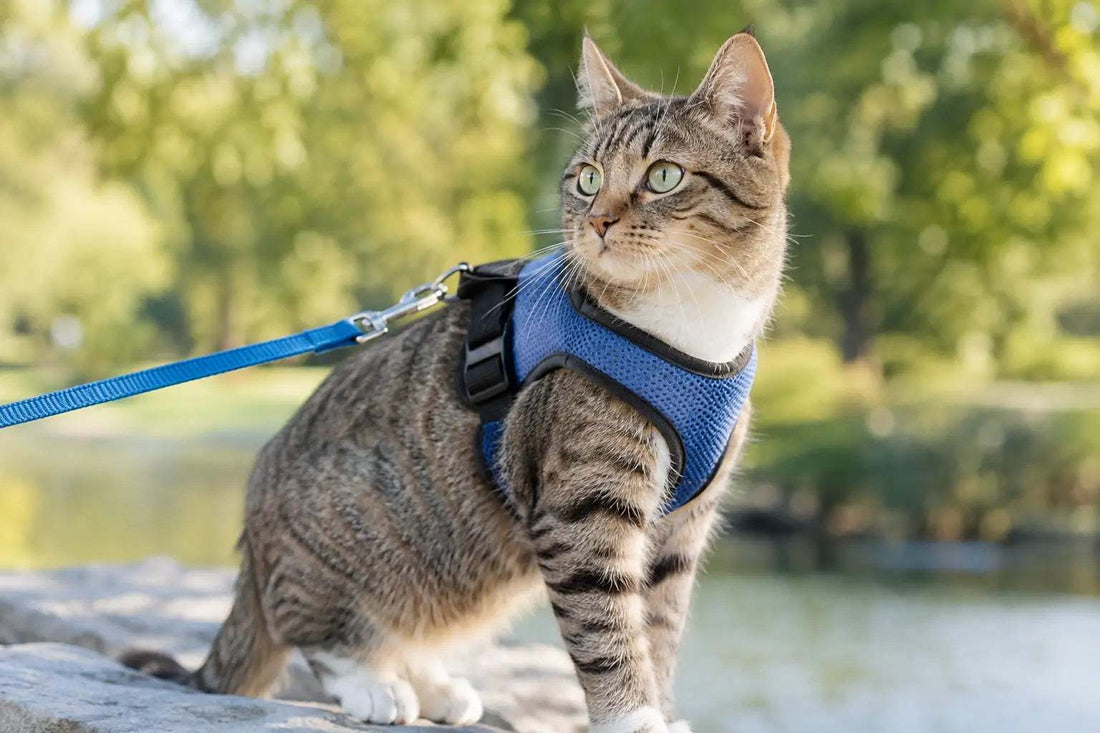 Can Cats Wear Harnesses? A Safe Aussie Guide