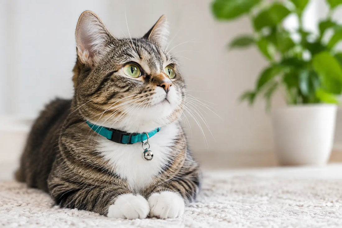 Breakaway Cat Collar With Bell for Safer Days