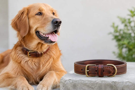 Custom Leather Dog Collar Review: Worth It?