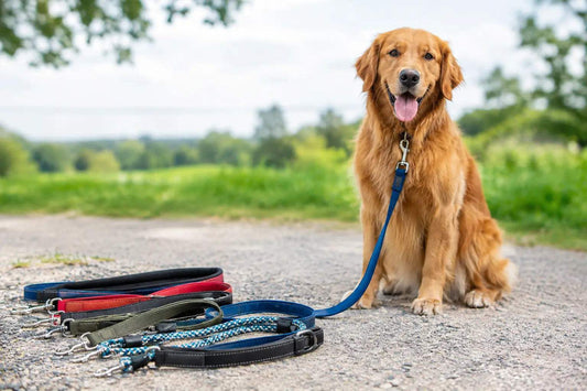 Dog Lead Guide: Find the Right Lead for Walkies