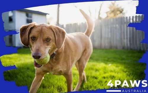 The Truth About Anti Bark Training Collars You Should Know informative image