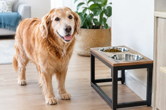 Is a Raised Dog Bowl for Seniors Worth It?