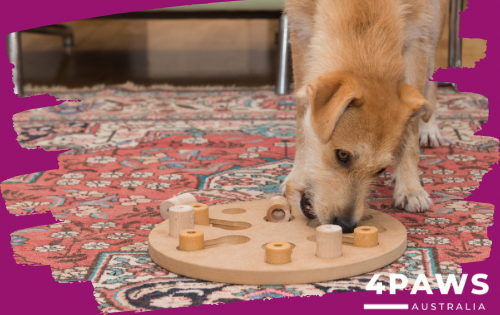 Dog playing with enrichment toys indoors and outdoors for health and wellbeing