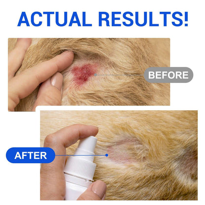 Before and after images showing dog wound healing using Oimmal antimicrobial hydrogel spray for effective dog wound care.
