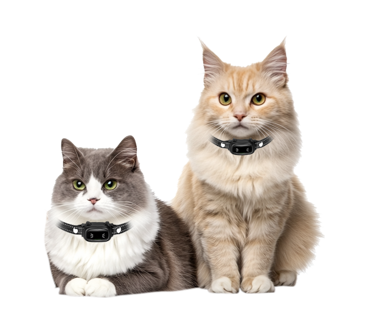 Two cats wearing collars with advanced remote cat trainer devices for behavior control and laser play