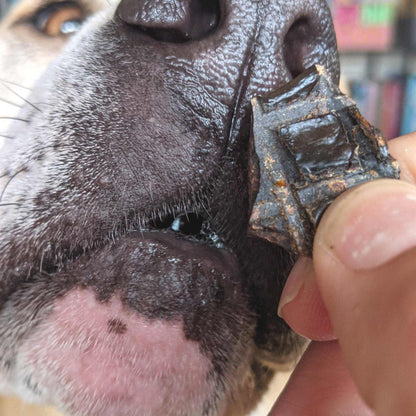 Dog enjoying beef liver treat during training session.