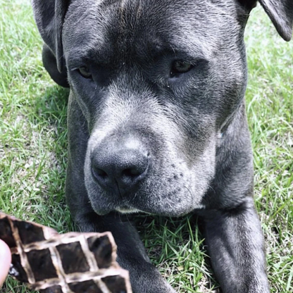 Dog eagerly eyeing a piece of beef liver treat on grass.