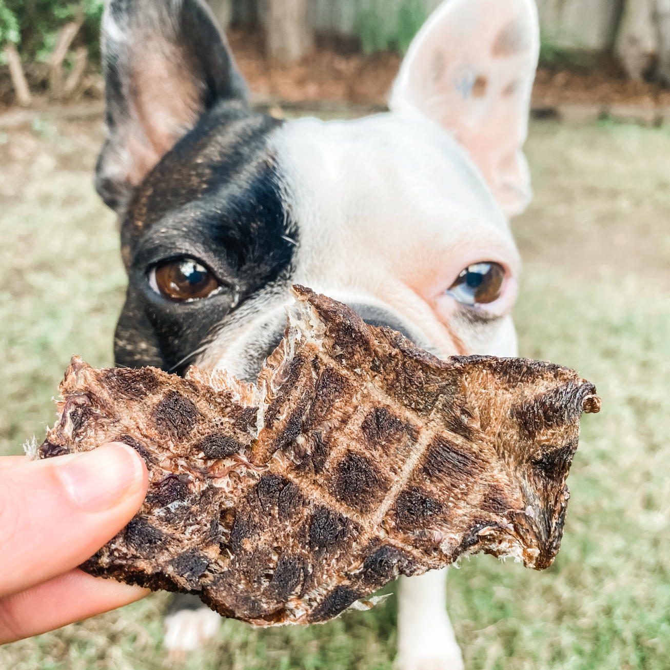 Lulu's Kitchen - Go Bonkers - Venison Jerky - Dog Treat