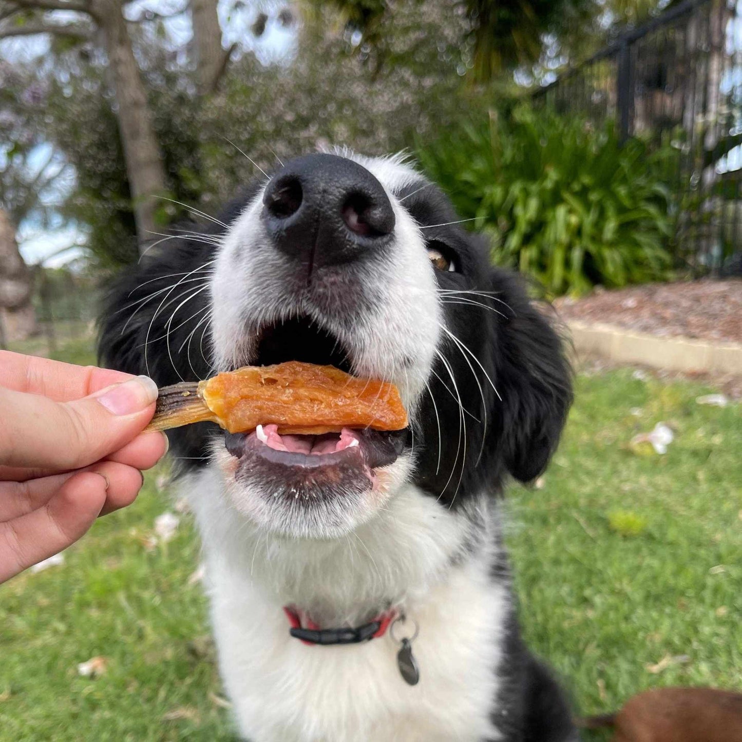 Lulu's Kitchen - Sushi Time - Salmon Belly - Dog Treat